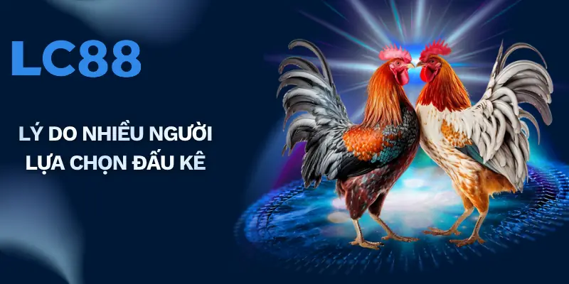 Lý do nhiều người lựa chọn đấu kê